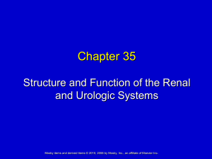 Chapter 35 Structure and Function of the Renal and Urologic Systems
