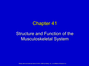 Chapter 41 Structure and Function of the Musculoskeletal System