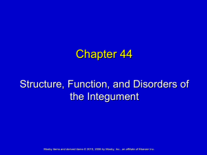 Chapter 44 Structure, Function, and Disorders of the Integument