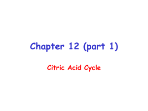 Chapter 12 (part 1) Citric Acid Cycle