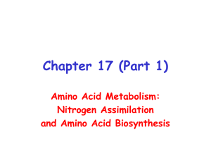 Chapter 17 (Part 1) Amino Acid Metabolism: Nitrogen Assimilation and Amino Acid Biosynthesis