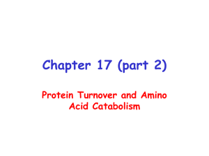 Chapter 17 (part 2) Protein Turnover and Amino Acid Catabolism