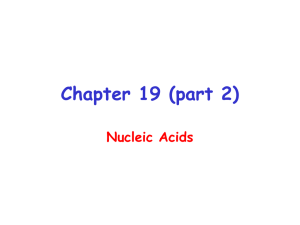 Chapter 19 (part 2) Nucleic Acids