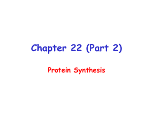 Chapter 22 (Part 2) Protein Synthesis