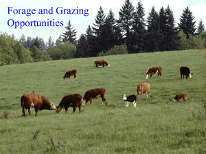 Forage and Grazing Opportunities