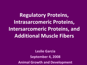 Regulatory Proteins, Intrasarcomeric Proteins, Intersarcomeric Proteins, and Additional Muscle Fibers