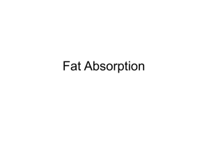 Fat Absorption