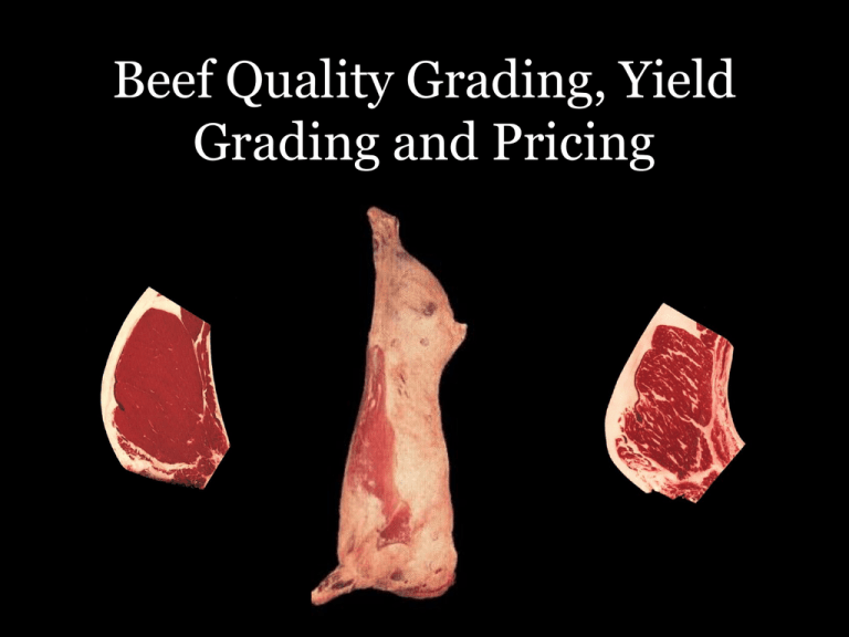 beef-quality-grading-yield-grading-and-pricing