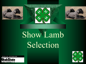 Show Lamb Selection
