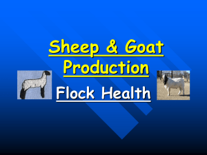 Sheep &amp; Goat Production Flock Health
