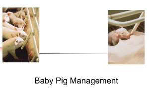 Baby Pig Management