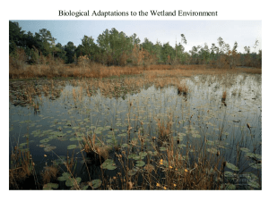 Biological Adaptations to the Wetland Environment