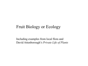 Fruit Biology or Ecology Including examples from local flora and