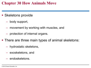 Chapter 30 How Animals Move  Skeletons provide