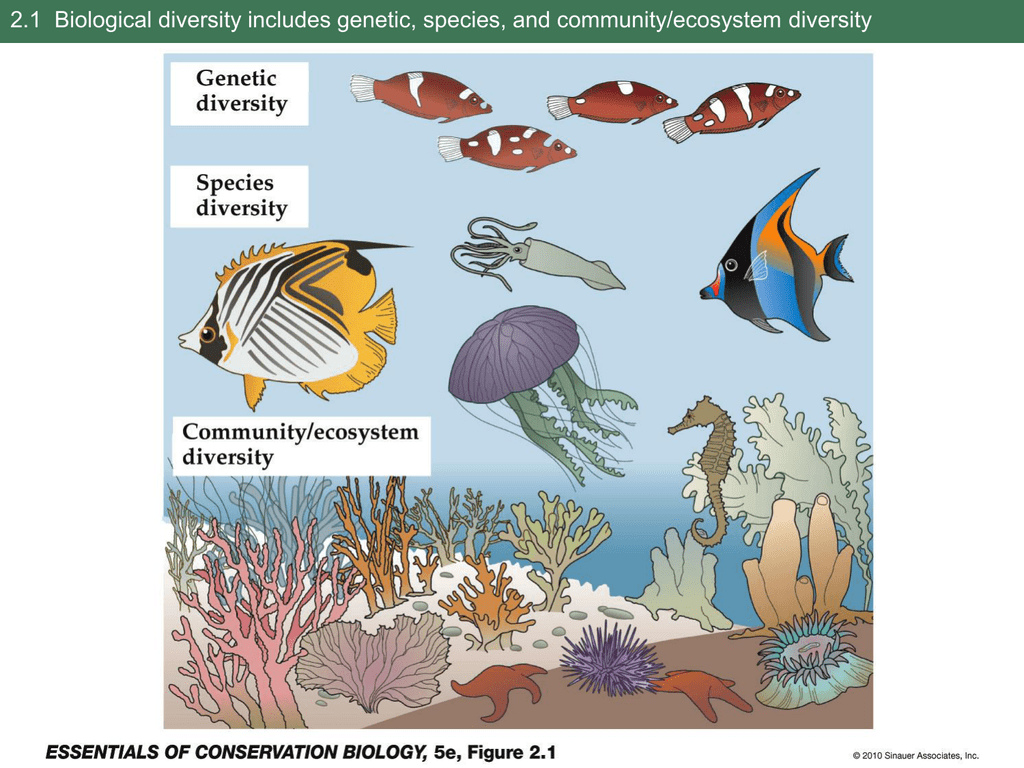 Types Of Biodiversity Genetic Species Ecosystem Handw - vrogue.co