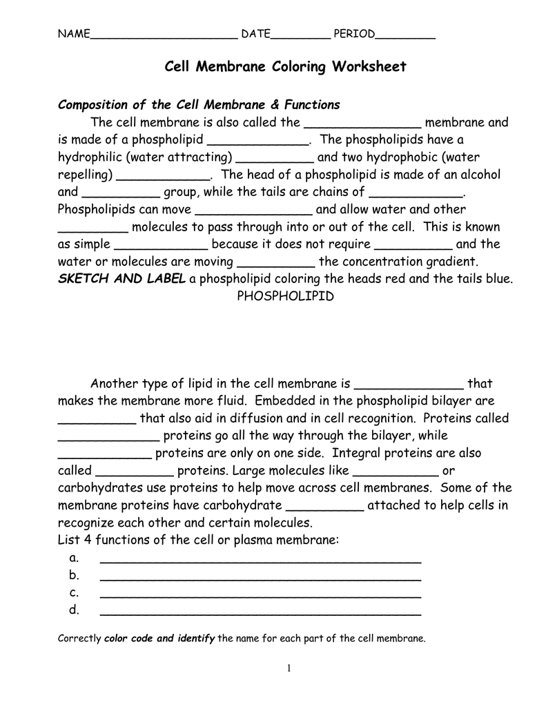 Cell Membrane Coloring Worksheet Throughout Cell Membrane Worksheet Answers