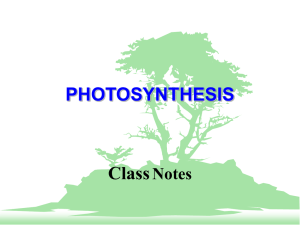 PHOTOSYNTHESIS Class Notes