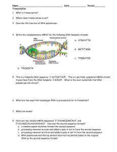 Key For Chapter 12 Dna And Rna Section Review 12