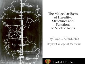 BioEd Online The Molecular Basis of Heredity: Structures and
