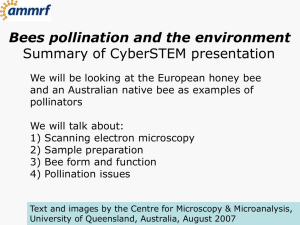 Bees pollination and the environment Summary of CyberSTEM presentation