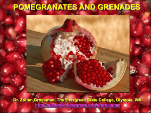 POMEGRANATES AND GRENADES