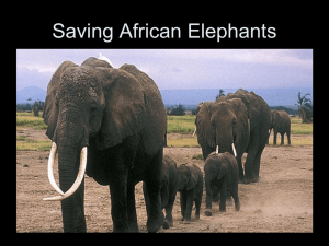 Saving African Elephants