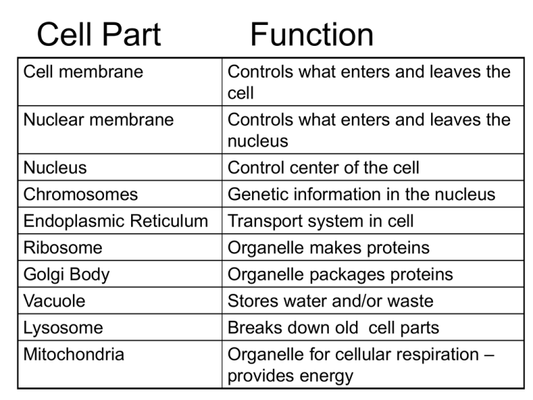 Human Cell Diagram And Function