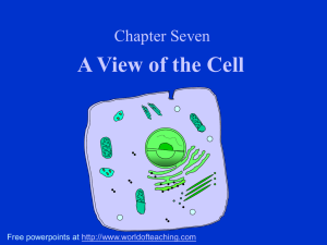 A View of the Cell Chapter Seven Free powerpoints at