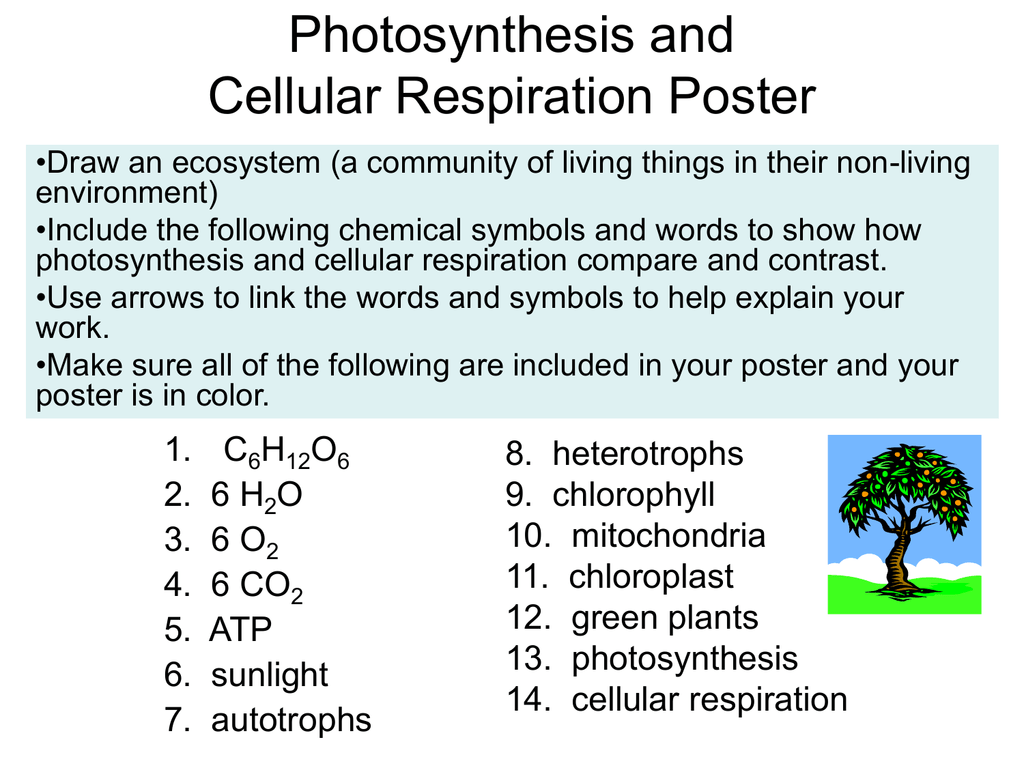 Photosynthesis And Cellular Respiration Comparison Chart Answers