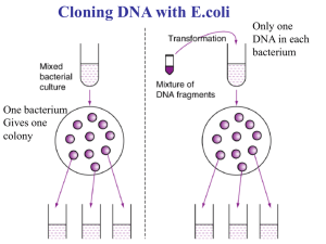 Cloning DNA with E.coli Only one DNA in each bacterium