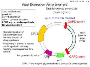 Yeast Expression Vector (example) (baker’s yeast) LEU2 μ =  2 micron plasmid