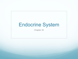 Endocrine System Chapter 34