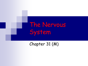 The Nervous System Chapter 31 (M)
