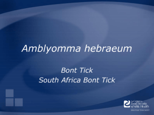 Amblyomma hebraeum Bont Tick South Africa Bont Tick