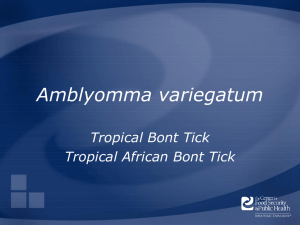 Amblyomma variegatum Tropical Bont Tick Tropical African Bont Tick