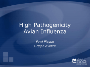 High Pathogenicity Avian Influenza Fowl Plague Grippe Aviaire