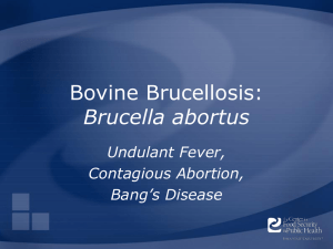 Bovine Brucellosis: Brucella abortus Undulant Fever, Contagious Abortion,