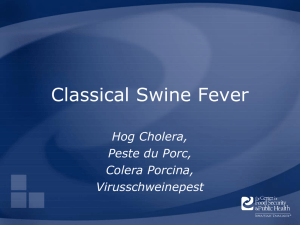 Classical Swine Fever Hog Cholera, Peste du Porc, Colera Porcina,