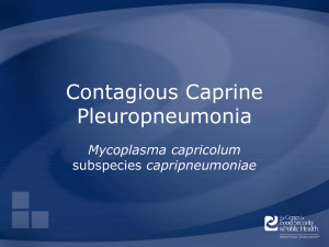 Contagious Caprine Pleuropneumonia Mycoplasma capricolum capripneumoniae