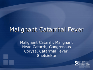 Malignant Catarrhal Fever Malignant Catarrh, Malignant Head Catarrh, Gangrenous Coryza, Catarrhal Fever,