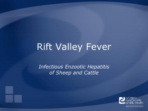 Rift Valley Fever Infectious Enzootic Hepatitis of Sheep and Cattle