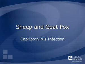 Sheep and Goat Pox Capripoxvirus Infection