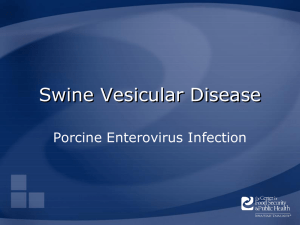 Swine Vesicular Disease Porcine Enterovirus Infection