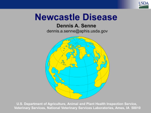 Newcastle Disease Dennis A. Senne