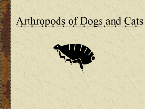 Arthropods of Dogs and Cats