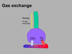 Gas exchange O CO Airway