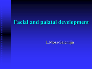 Facial and palatal development L.Moss-Salentijn