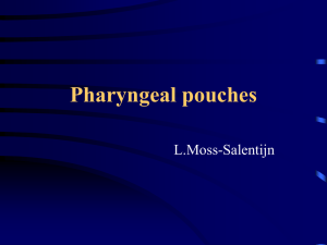 Pharyngeal pouches L.Moss-Salentijn