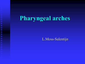 Pharyngeal arches L.Moss-Salentijn