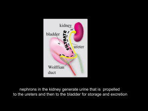 nephrons in the kidney generate urine that is  propelled